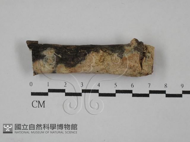 絲齒菌屬藏品圖，第1張