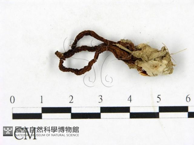 登錄號:F0023410藏品圖，第1張