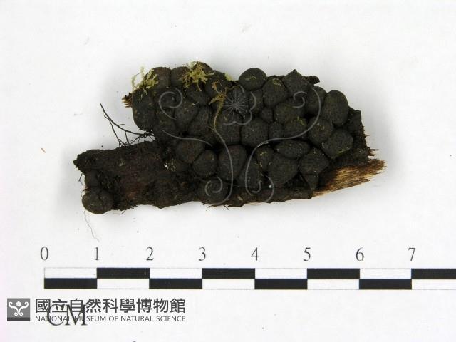 登錄號:F0003410藏品圖，第1張