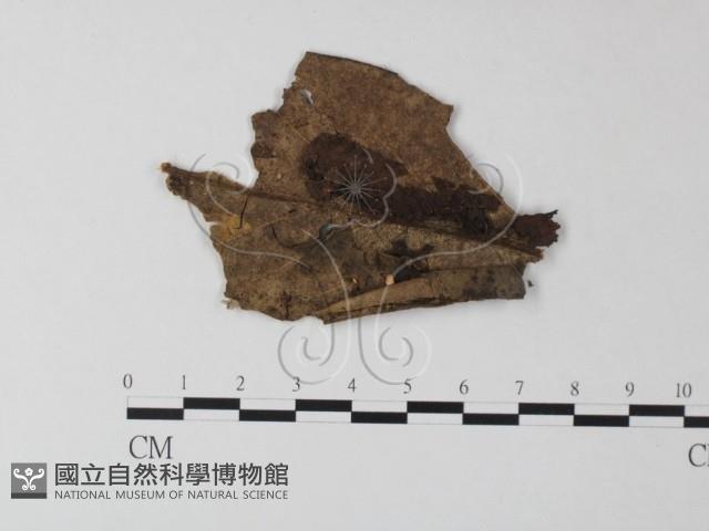 小皮傘屬藏品圖，第1張