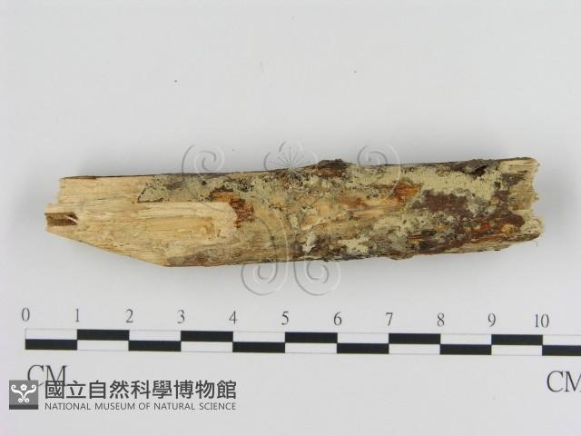 登錄號:F0008710藏品圖，第1張