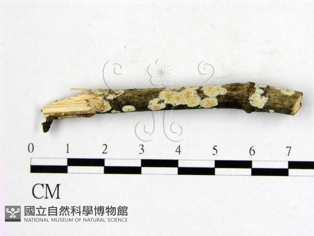 射脈菌屬藏品圖，第1張