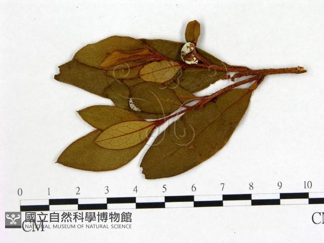 登錄號:F0020710藏品圖，第1張