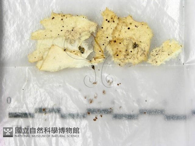 登錄號:F0000710藏品圖，第1張