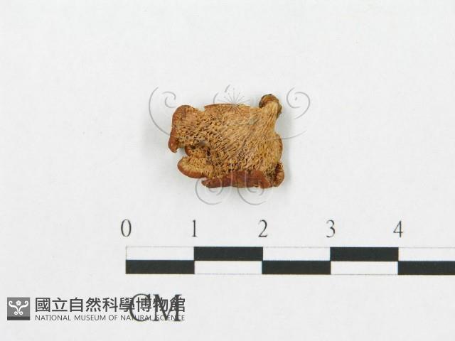 登錄號:F0010710藏品圖，第1張