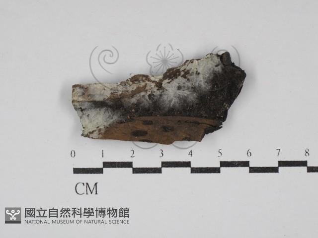 登錄號:F0030710藏品圖，第1張