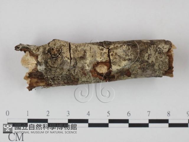 剛毛絲皮菌藏品圖，第1張