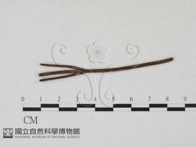 登錄號:F0011710藏品圖，第1張