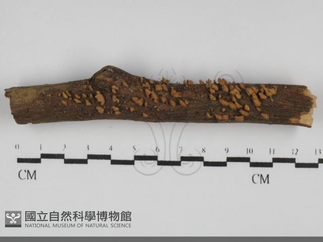 登錄號:F0031710藏品圖，第1張
