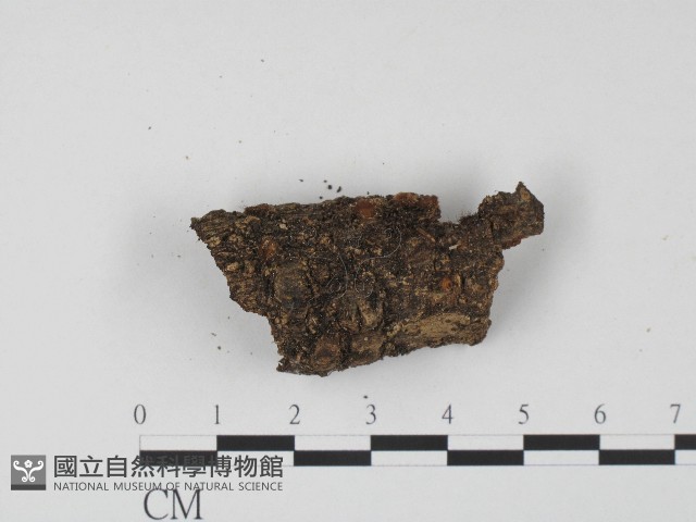 登錄號:F0004710藏品圖，第1張