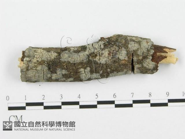 登錄號:F0002710藏品圖，第1張