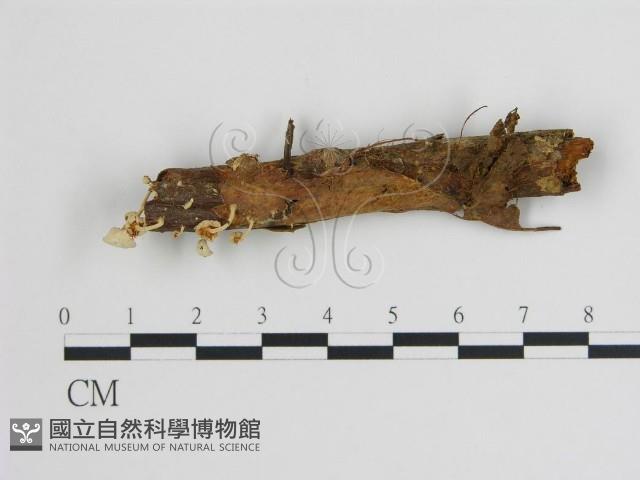 登錄號:F0012710藏品圖，第1張