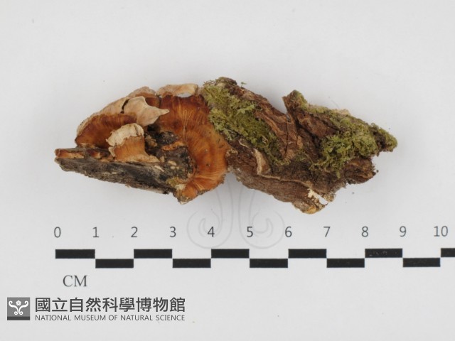登錄號:F0032710藏品圖，第1張