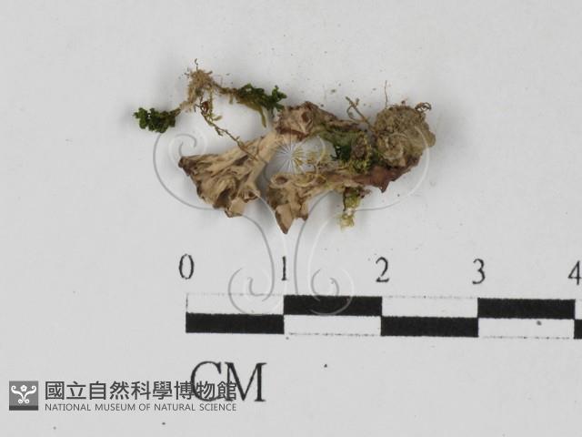 革菌屬藏品圖，第1張