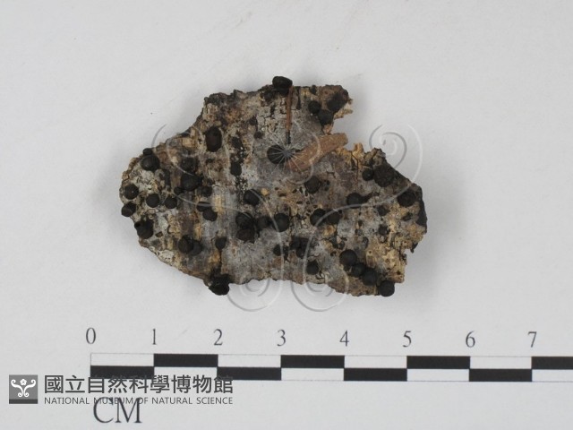 登錄號:F0007710藏品圖，第1張