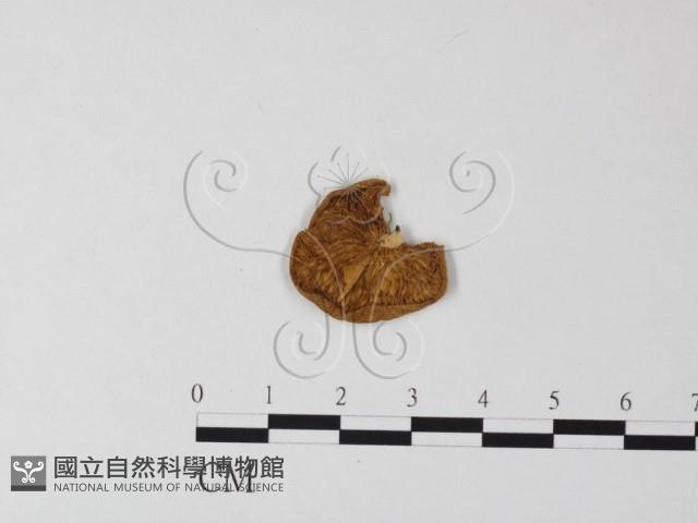 登錄號:F0017710藏品圖，第1張