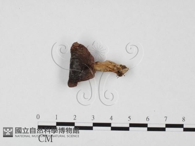 登錄號:F0025710藏品圖，第1張