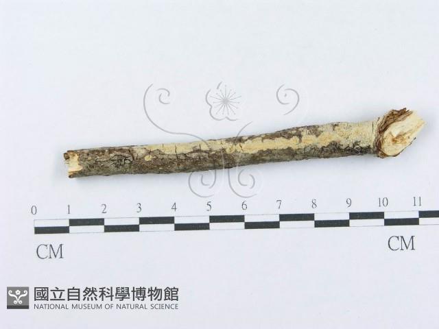 登錄號:F0015710藏品圖，第1張