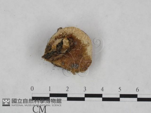 登錄號:F0019710藏品圖，第1張