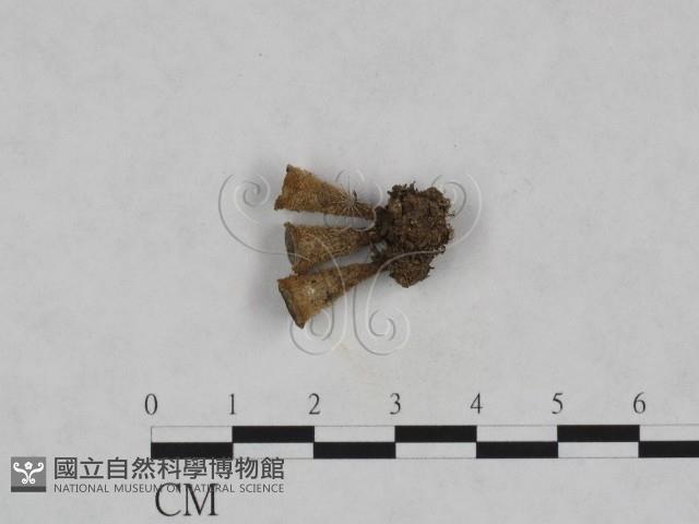 登錄號:F0023710藏品圖，第1張