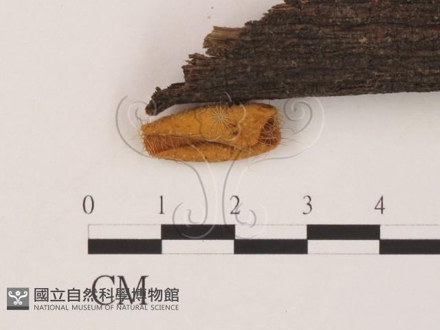 登錄號:F0003710藏品圖，第1張