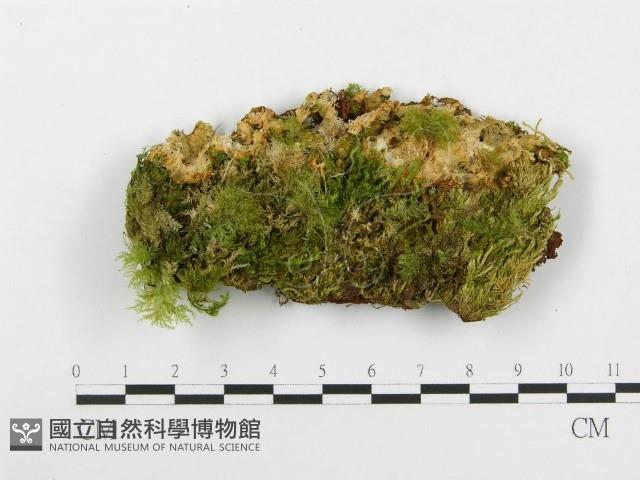 登錄號:F0020510藏品圖，第1張