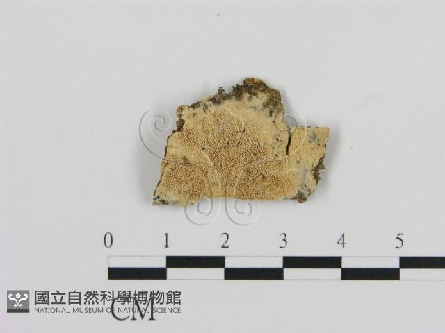 登錄號:F0010510藏品圖，第1張