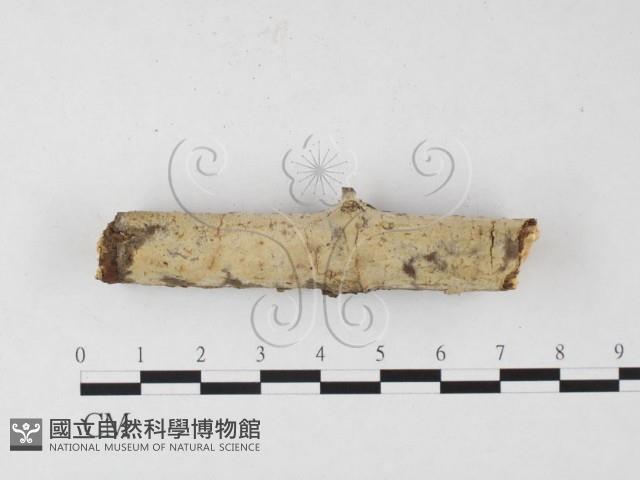 登錄號:F0026510藏品圖，第1張