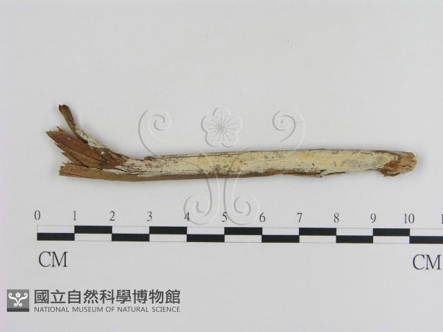 登錄號:F0016510藏品圖，第1張