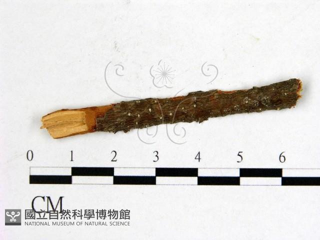 登錄號:F0011510藏品圖，第1張