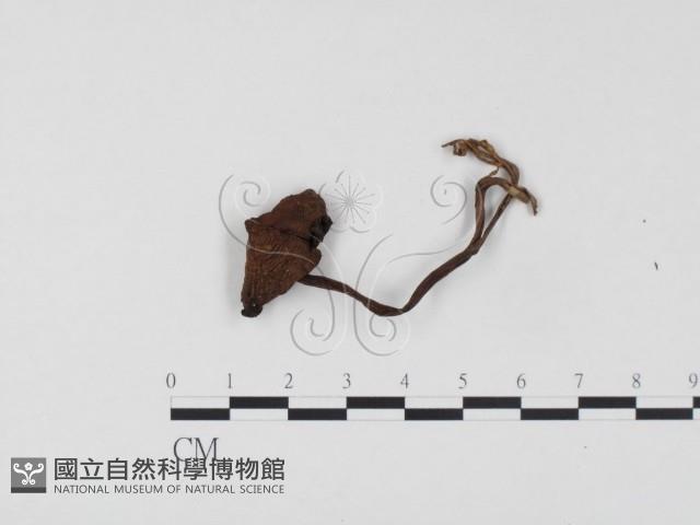 登錄號:F0024510藏品圖，第1張