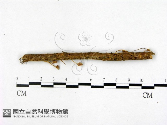 登錄號:F0022510藏品圖，第1張