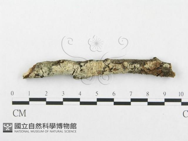 登錄號:F0002510藏品圖，第1張