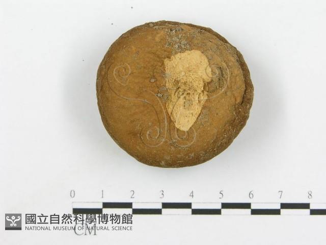 頭狀禿馬勃藏品圖，第1張