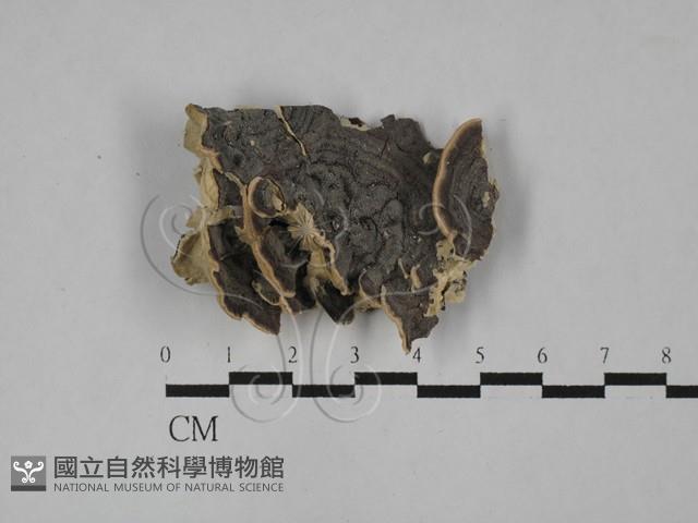 登錄號:F0025510藏品圖，第1張