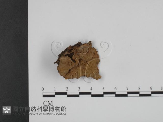 登錄號:F0015510藏品圖，第1張