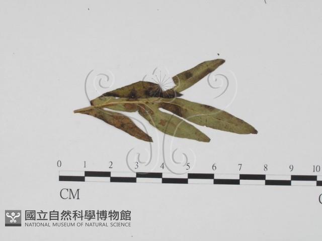 登錄號:F0019510藏品圖，第1張