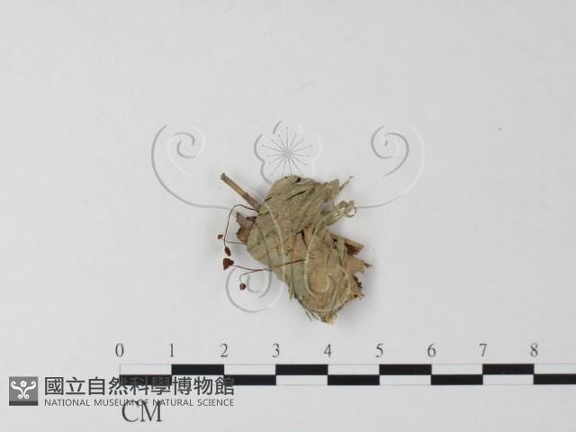 登錄號:F0023510藏品圖，第1張