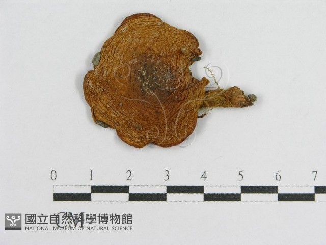 登錄號:F0003510藏品圖，第1張