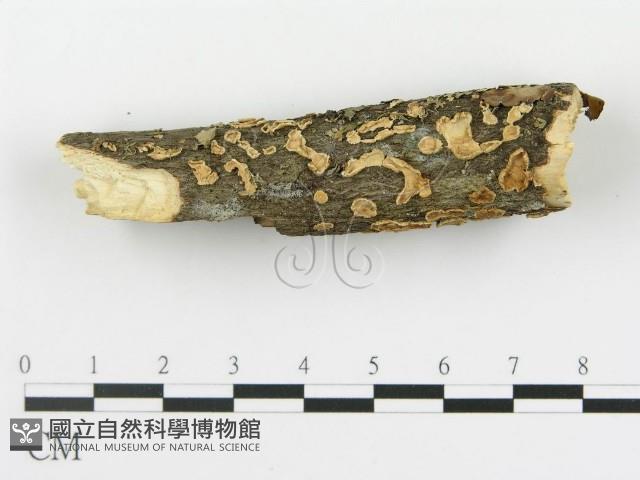 登錄號:F0013510藏品圖，第1張