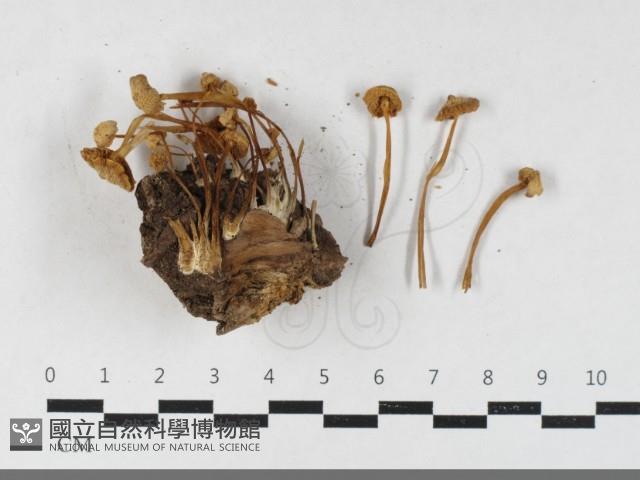 登錄號:F0033510藏品圖，第1張