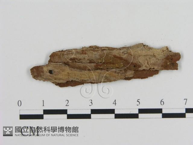 絲皮菌屬藏品圖，第1張