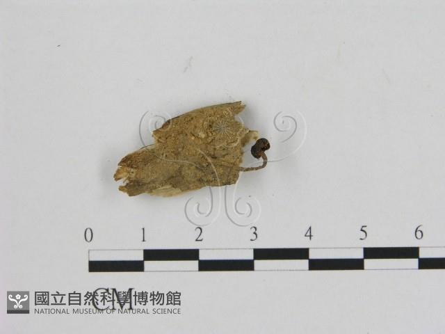 登錄號:F0010110藏品圖，第1張