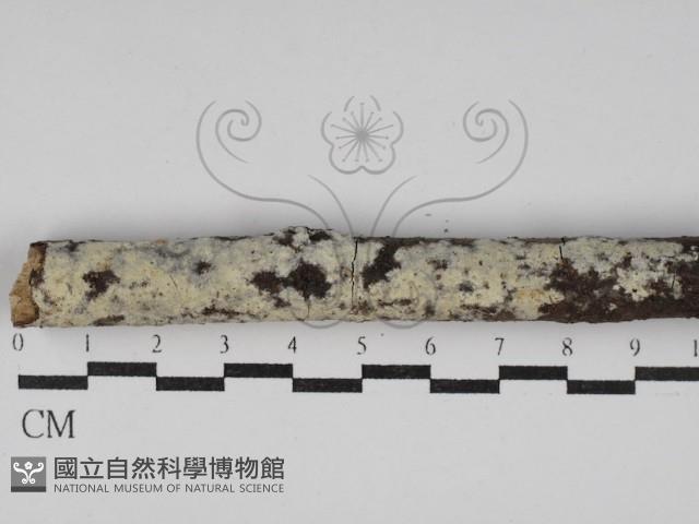 絲皮菌屬藏品圖，第1張