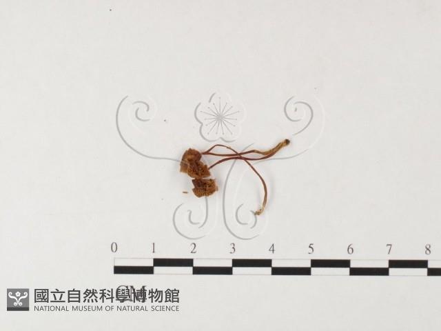 登錄號:F0026110藏品圖，第1張