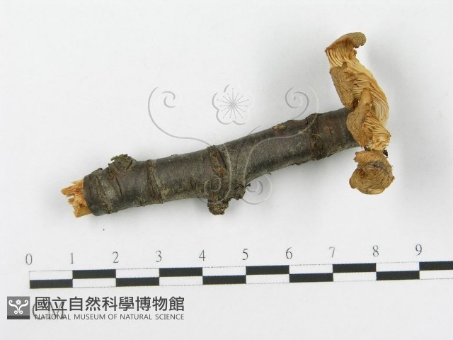 側耳屬藏品圖，第1張