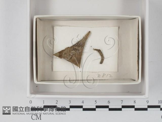 登錄號:F0021110藏品圖，第1張