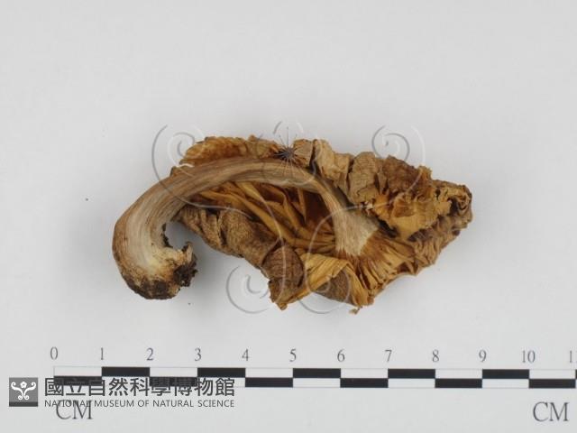 登錄號:F0011110藏品圖，第1張