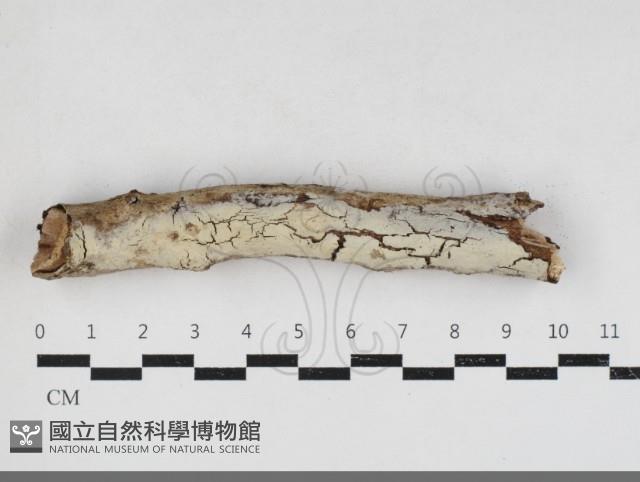 登錄號:F0034110藏品圖，第1張