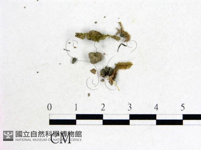 登錄號:F0002110藏品圖，第1張